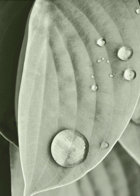 Dauw op blad elegantie | Canvas