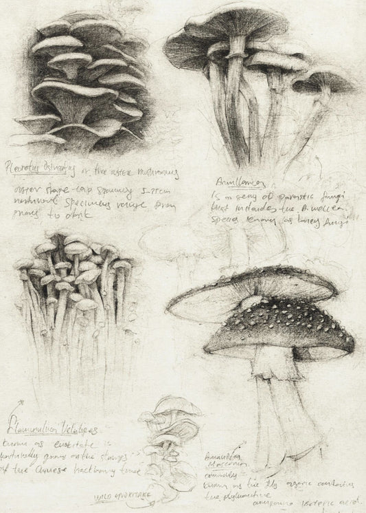 Verschillende botanische paddenstoelen | Canvas