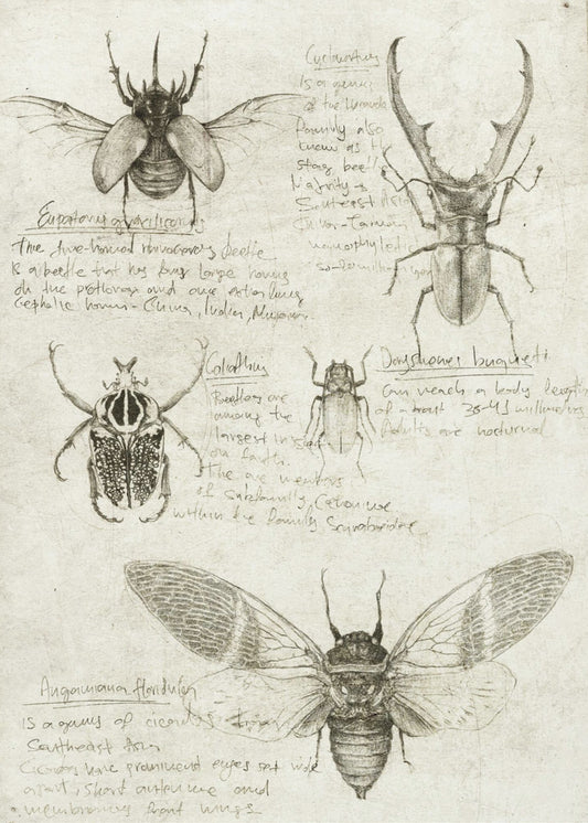 Schetsen van kevers en insecten | Canvas