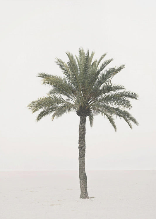 Palm | Canvas