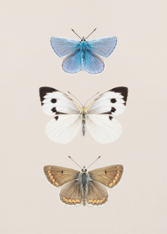 Engelse vlinders 2 | Canvas