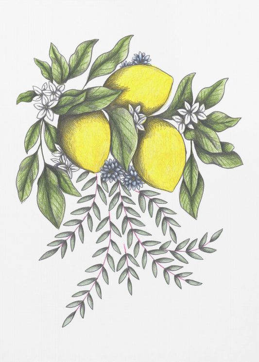 Citroenen en groene bladeren met delicate witte bloesems | Canvas