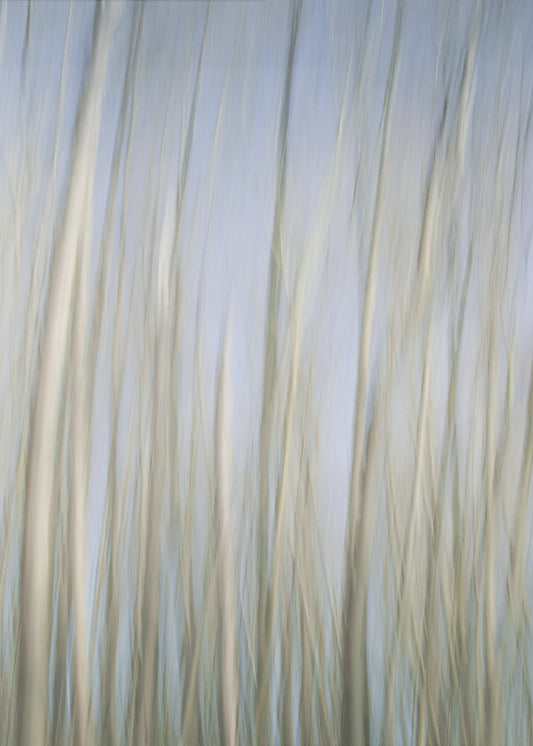 Fluisterende bomen | Canvas