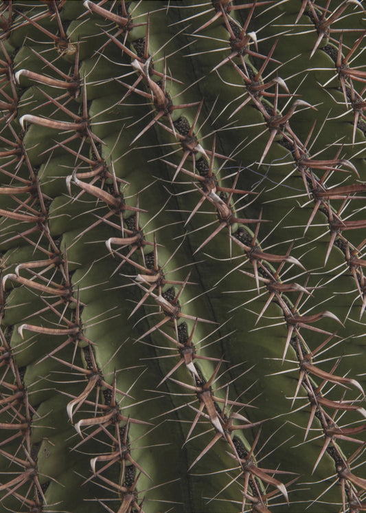 Cactustentoonstellingen | Poster