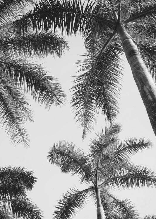 Zwart-witte palmboom | Canvas