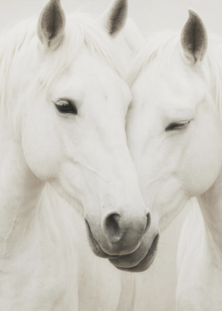 Paardenomhelzing | Canvas