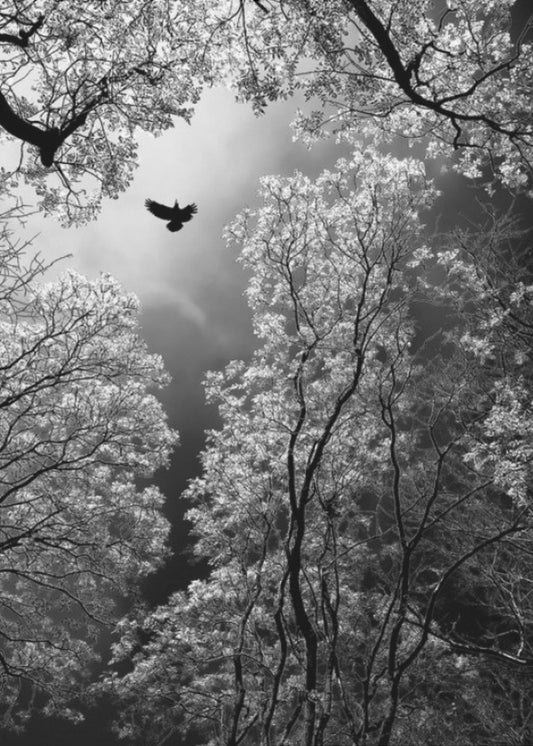 Flight | Canvas