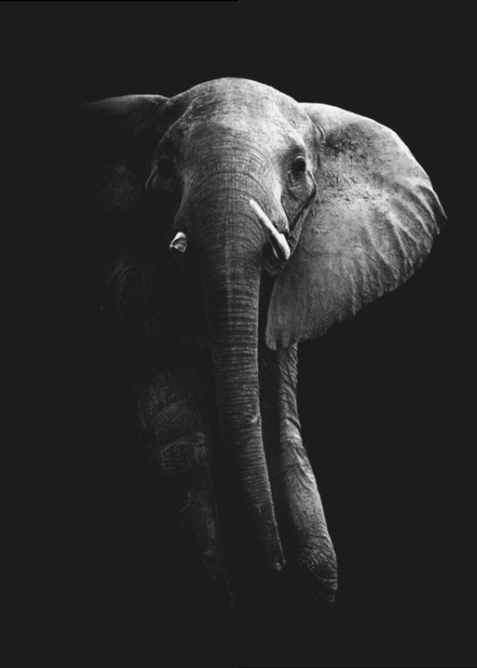 Elephant! | Canvas