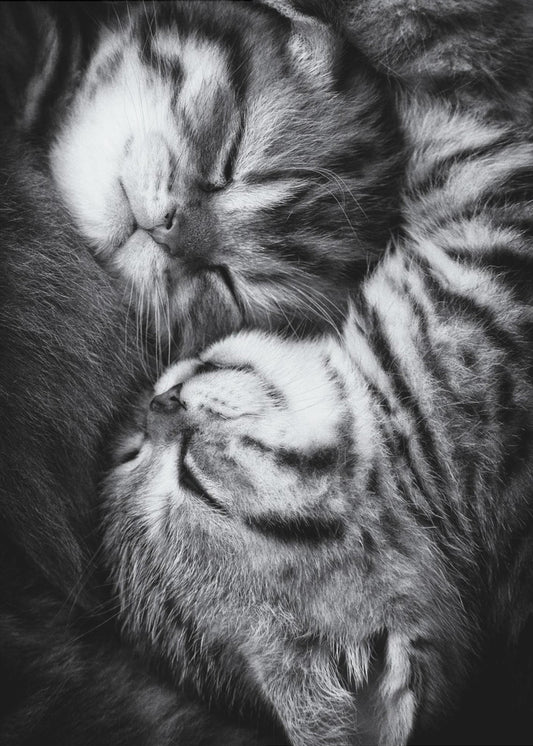 Yin en Yang | Canvas