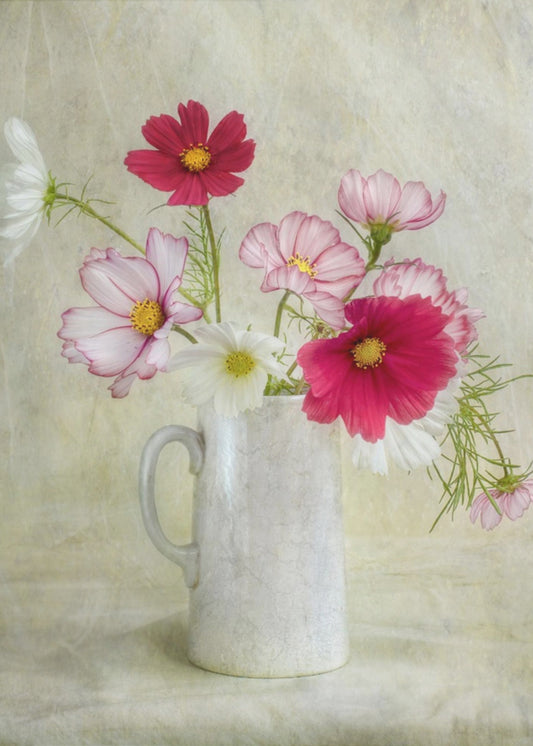 Cosmos carnaval | Canvas