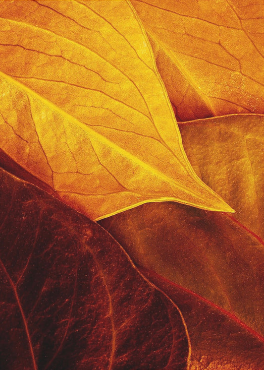 Leaves | Poster