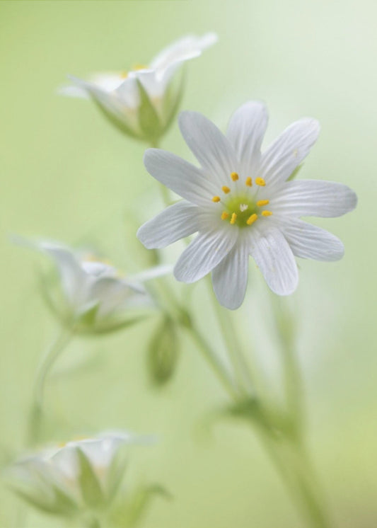 Lente schittering | Canvas