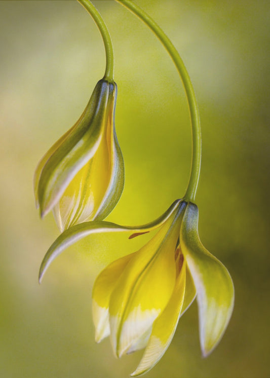 Tulp | Canvas