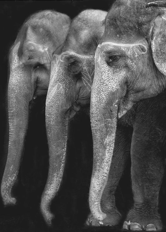 Het grootste meesterwerk van de natuur, een olifant; het enige onschadelijke grote ding ... | Canvas