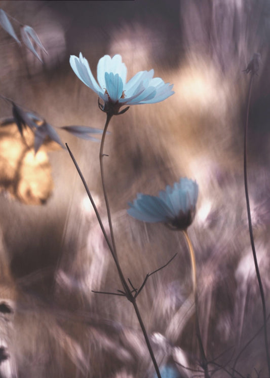 Herfst | Poster