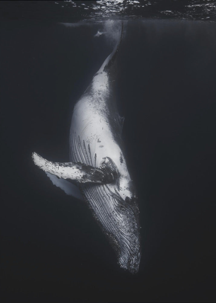 Zwarte Walvis | Canvas