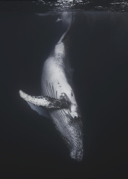 Zwarte Walvis | Canvas