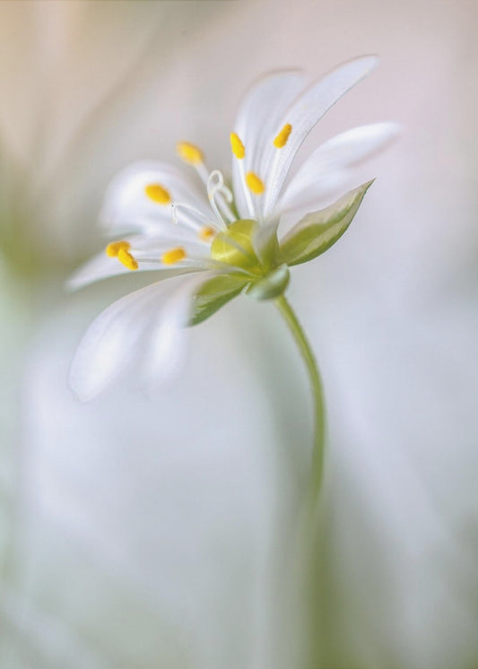 Stitchwort zacht | Canvas