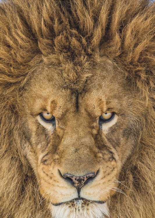 Serieuze Leeuw | Canvas
