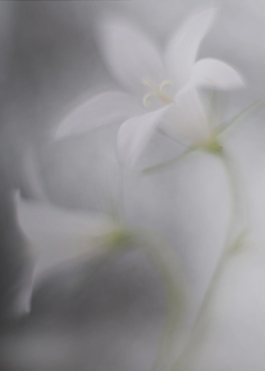 Bellen | Canvas