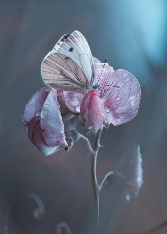 Besmette liefde | Canvas