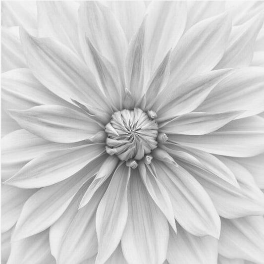 Hamari goud in monochroom | Canvas