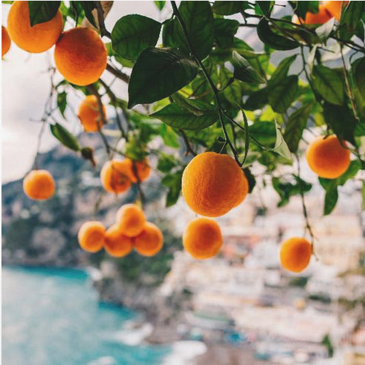 Amalfi Coast Oranges | Poster