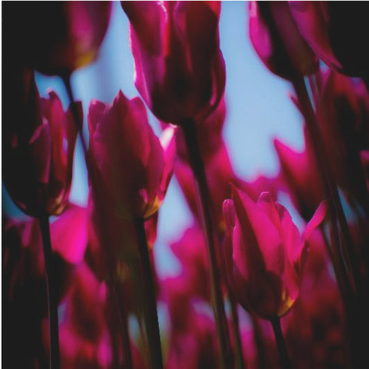 Paarse tulpen | Canvas
