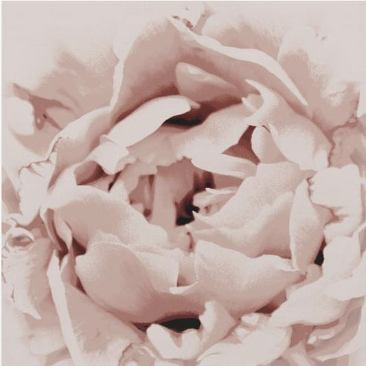Delicate pioenroos | Canvas